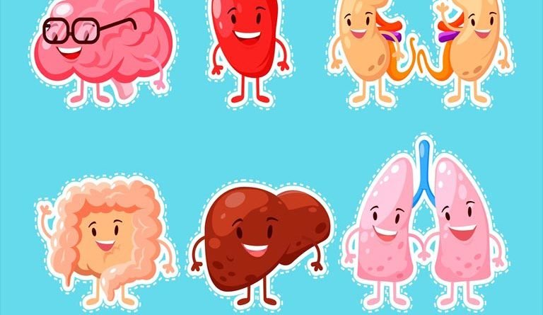 Vitamin-B12-Wiki Anatomie: Teste dein Wissen, welches der dargestellten Organe speichert Vitamin B12: Leber, Gehirn, Lunge, Herz, Nieren oder Dickdarm?