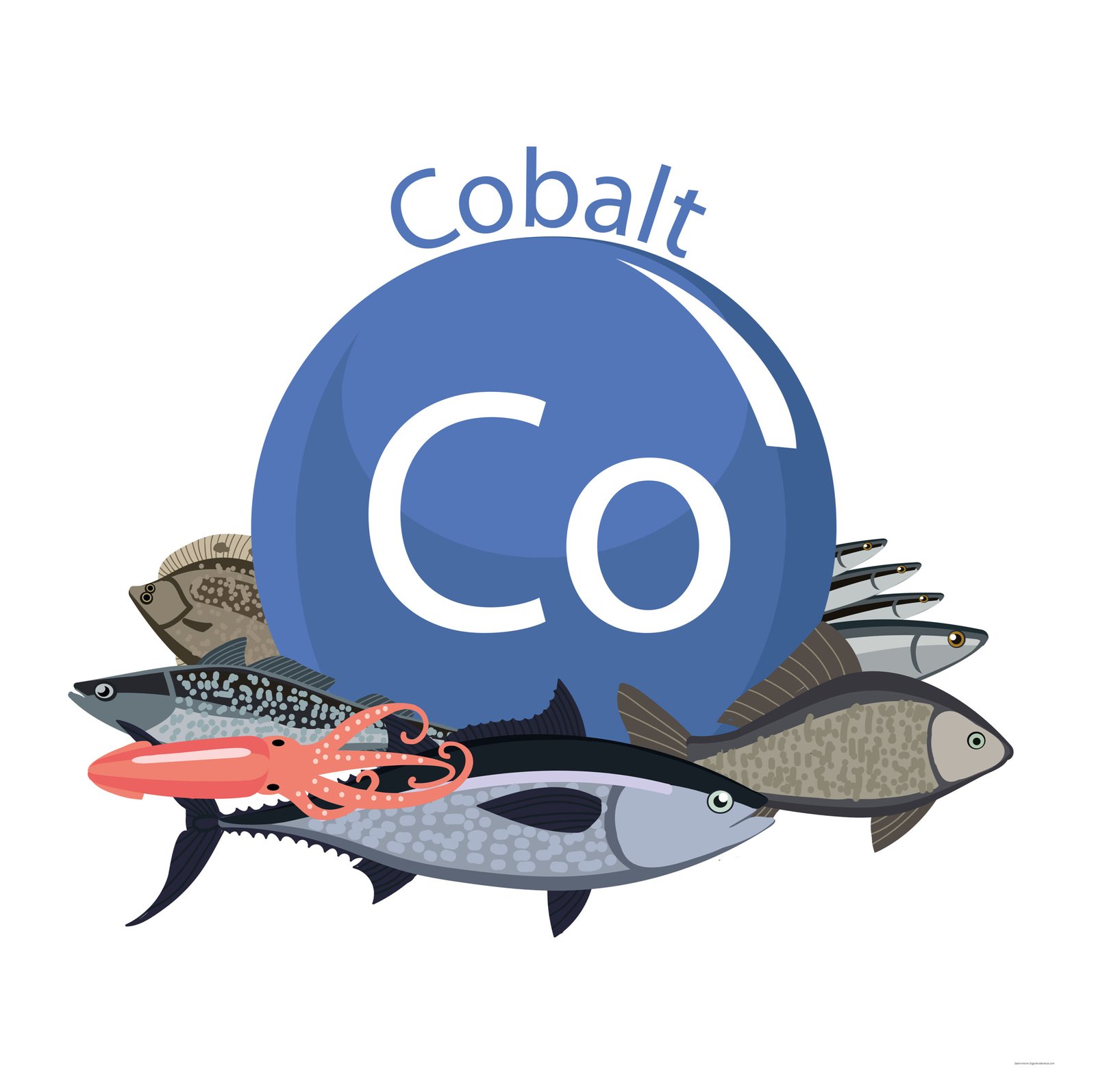 Lebensmittel mit viel Kobalt: Fisch und Meeresfrüchte