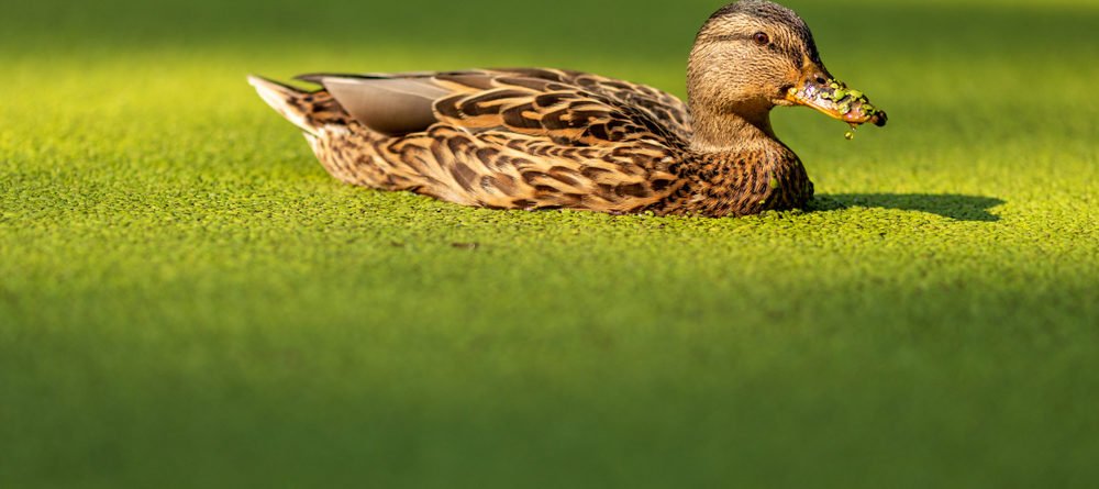 Duckweed (Wasserlinsen) enthalten Vitamin B12. Enten schwimmen in einem Teich, der mit Duckweed bedeckt ist. Ente in einem übergewachsenen Teich. Die Nase der Ente ist mit Duckweed bedeckt.