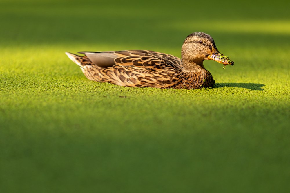 Duckweed (Wasserlinsen) enthalten Vitamin B12. Enten schwimmen in einem Teich, der mit Duckweed bedeckt ist. Ente in einem übergewachsenen Teich. Die Nase der Ente ist mit Duckweed bedeckt.